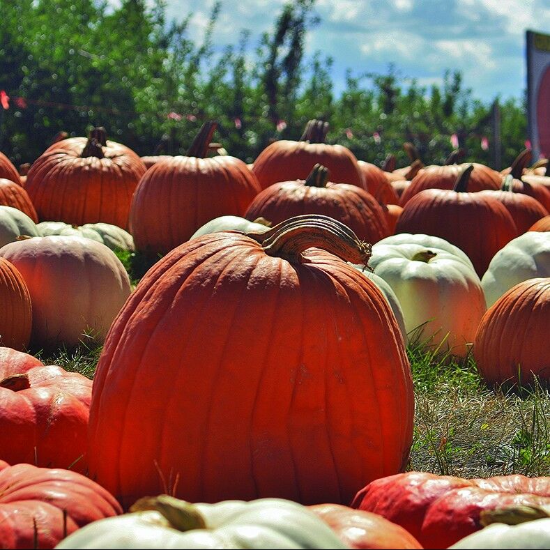 Curtis Orchard