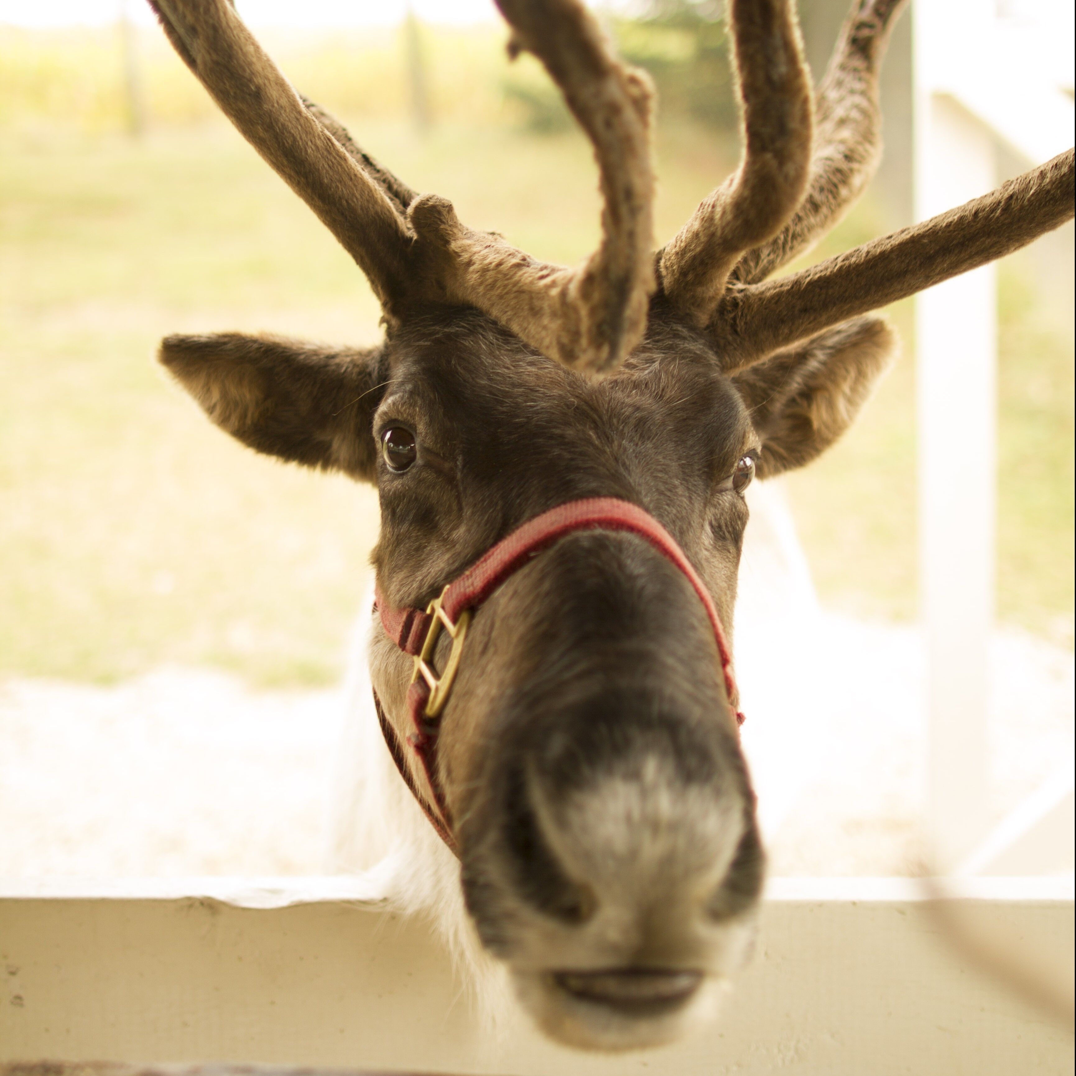 Hardy’s Reindeer Ranch