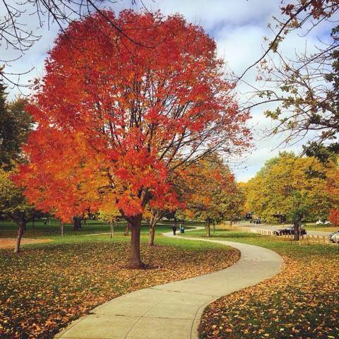 Hessel Park