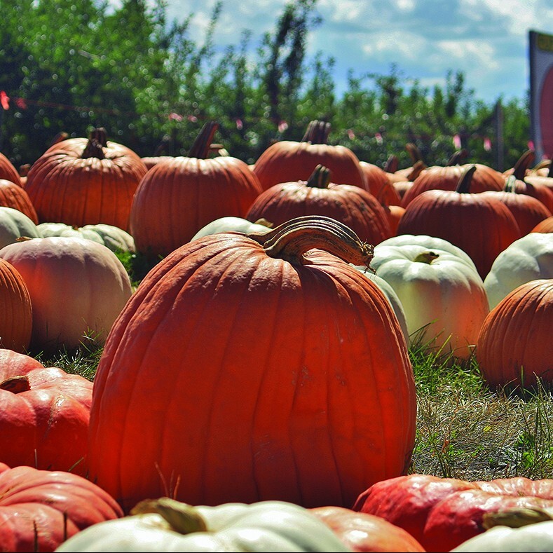 Curtis Orchard
