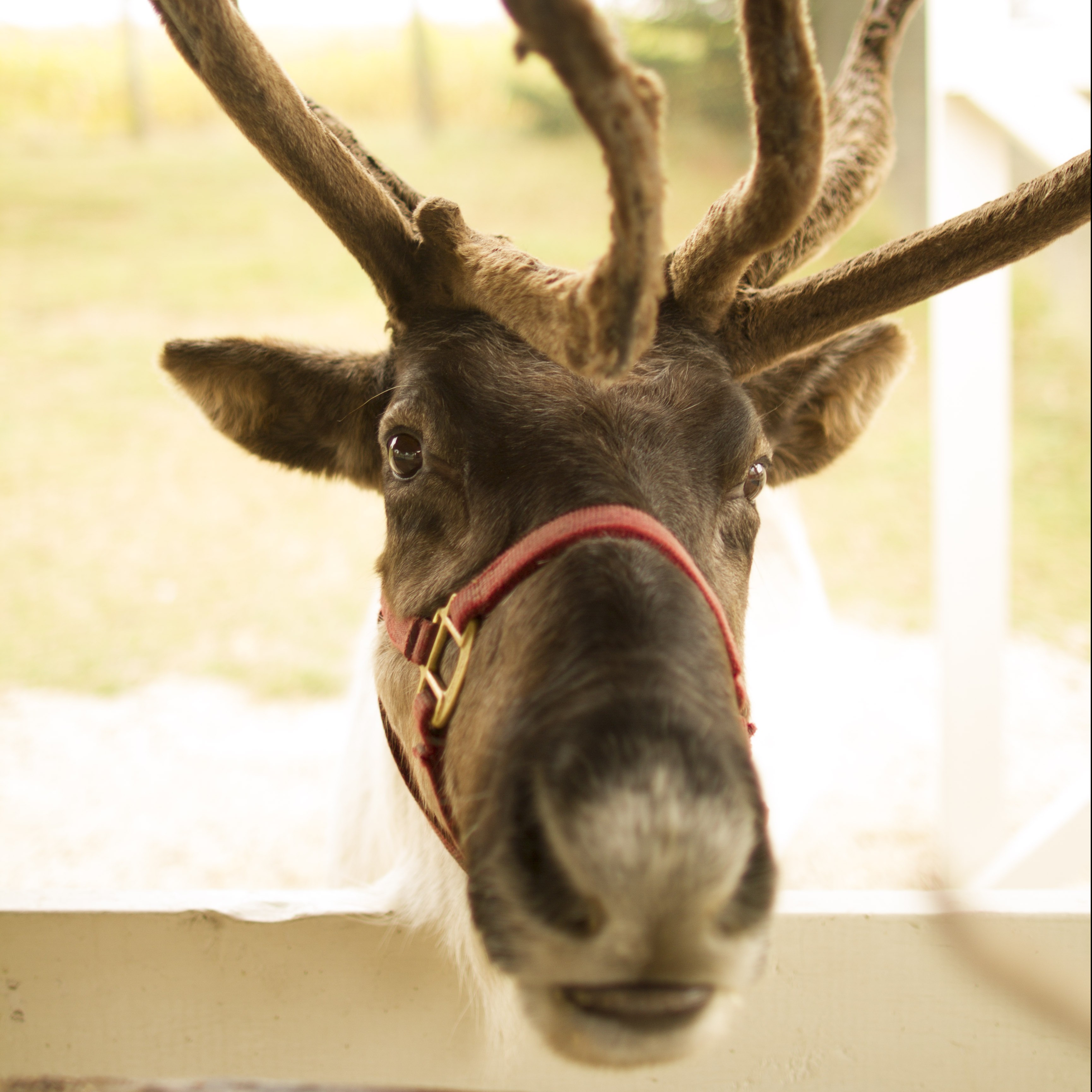Hardy’s Reindeer Ranch